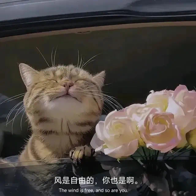 猫咪